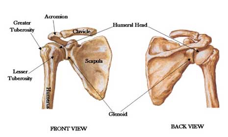 Orthopaedic doctor in Indore