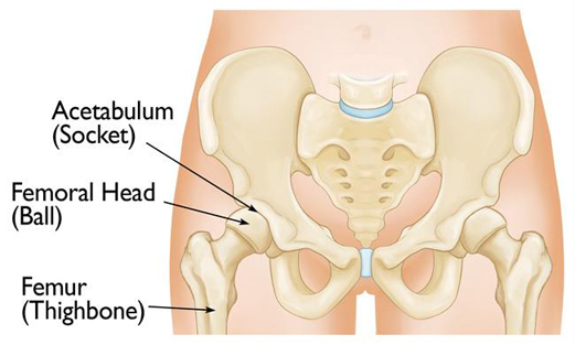 hip replacement surgeon